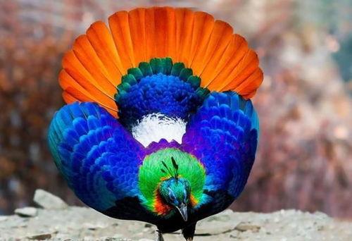 九色PORNY丨國產精品,國產精品的視覺盛宴